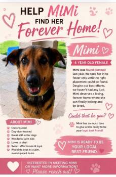 Mimi -  German Shepherd Dog and Mixed Breed Dog for Adoption in Anthem, Arizona - Mimi | PetCurious