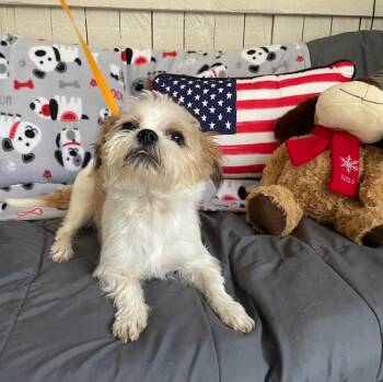 Terrier and Shih Tzu Dogs Available for Adoption in Fort Worth, Texas - Daxie | PetCurious