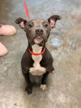 Nova -  Pit Bull Terrier and Mixed Breed Dog for Adoption in Bowling Green, Kentucky - Nova | PetCurious