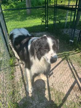 Drake -  Great Pyrenees Dog for Adoption in Greencastle, Indiana - Drake | PetCurious
