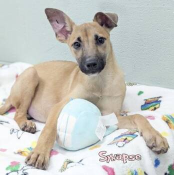 Synapse -  German Shepherd Dog and Mixed Breed Dog for Adoption in Mason, Michigan - Synapse | PetCurious