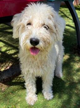 Brinkley -  Maltese and Coton De Tulear Dog for Adoption in Ramona, California - Brinkley | PetCurious