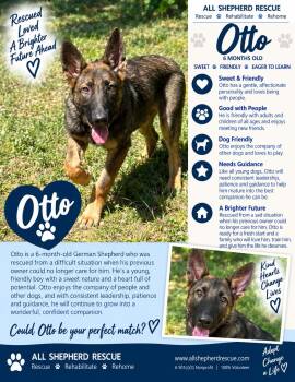 Otto -  German Shepherd Dog Dog for Adoption in Baltimore, Maryland - Otto | PetCurious