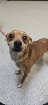 Rescue Mixed Breed Dogs for Adoption in Reidsville, North Carolina - Chewy | PetCurious