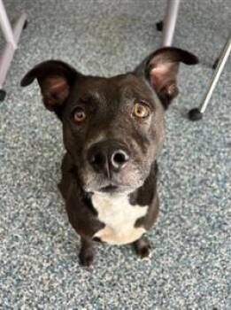 Rescue Mixed Breed Dogs for Adoption in Hillsboro, Missouri - Athena | PetCurious