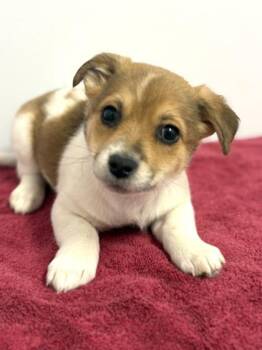 Mixed Breed Dogs Available for Adoption in West Chester, Pennsylvania - Aslan | PetCurious