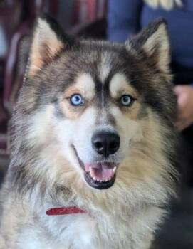 Kenai -  Siberian Husky and Mixed Breed Dog for Adoption in La Harpe, Kansas - Kenai | PetCurious