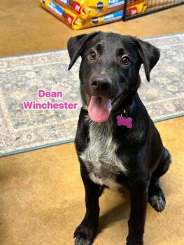 Dean Winchester -  Great Pyrenees and Australian Cattle Dog Blue Heeler Dog for Adoption in Saugus, Massachusetts - Dean Winchester | PetCurious