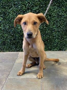 Labrador Retriever and Mixed Breed Dogs Available for Adoption in El Paso, Texas - 61062621 | PetCurious