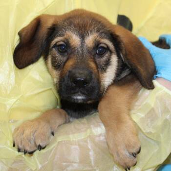 Himalayas -  Mixed Breed Dog for Adoption in Auburn, Alabama - Himalayas | PetCurious