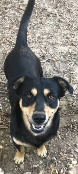 Rescue Black And Tan Coonhound and Flat Coated Retriever Dogs for Adoption in Gillsville, Georgia - Deputy | PetCurious