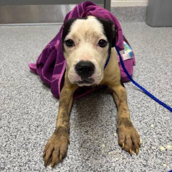 Lilo -  American Staffordshire Terrier Dog for Adoption in Grand Rapids, Michigan - Lilo | PetCurious