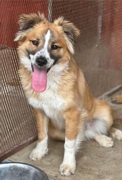 Australian Shepherd Dogs Available for Adoption in North Prairie, Wisconsin - **DYLAN** | PetCurious