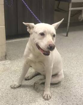 MAGGIE -  Bull Terrier and Mixed Breed Dog for Adoption in Conroe, Texas - MAGGIE | PetCurious
