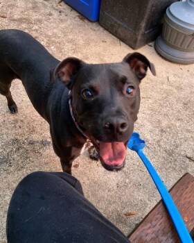 Aida -  Retriever and Mixed Breed Dog for Adoption in Bellevue, Washington - Aida | PetCurious