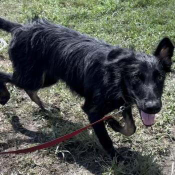 Drax -  German Shepherd Dog and Poodle Dog for Adoption in San Jacinto, California - Drax | PetCurious