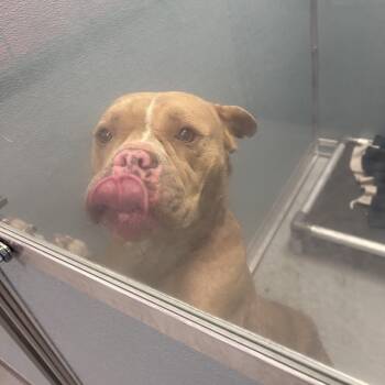 Aspen -  Mixed Breed Dog for Adoption in Philadelphia, Pennsylvania - Aspen | PetCurious