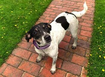 HOPE -  Australian Cattle Dog Blue Heeler and Mixed Breed Dog for Adoption in Fort Lauderdale, Florida - HOPE | PetCurious