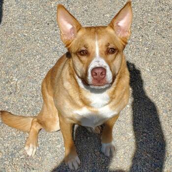 Sophie -  Terrier Dog for Adoption in Rifle, Colorado - Sophie | PetCurious
