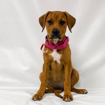 965 (2026) Thia -  Boxer and Rottweiler Dog for Adoption in Parker, Colorado - 965 (2026) Thia | PetCurious