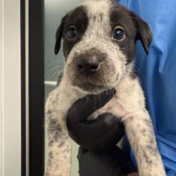 Tina -  Australian Shepherd and Australian Cattle Dog Blue Heeler Dog for Adoption in Abilene, Texas - Tina | PetCurious