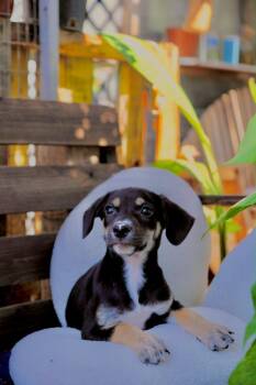 Button -  Dachshund and Miniature Pinscher Dog for Adoption in San Diego, California - Button | PetCurious
