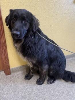 Bear -  Retriever and Mixed Breed Dog for Adoption in Pequot Lakes, Minnesota - Bear | PetCurious