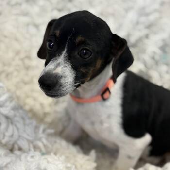 Koopa -  Dachshund and Chihuahua Dog for Adoption in Bardstown, Kentucky - Koopa | PetCurious