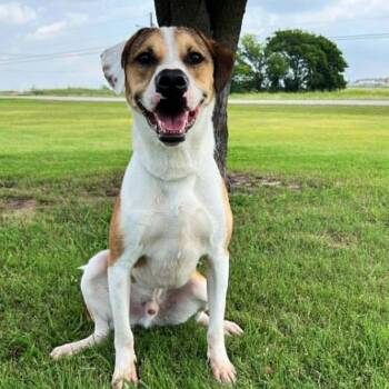 Jax -  Hound and Mixed Breed Dog for Adoption in Wadena, Minnesota - Jax | PetCurious