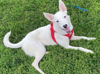 Ana Lucia -  Cattle Dog Dog for Adoption in Salt Lake City, Utah - Ana Lucia | PetCurious