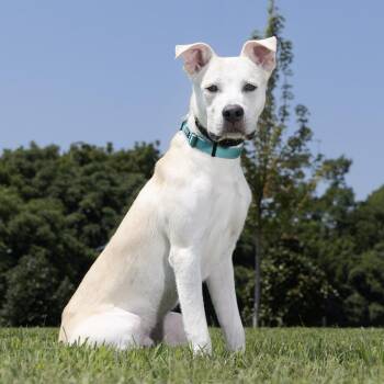 Hercules -  Pit Bull Terrier and Labrador Retriever Dog for Adoption in Franklin, Tennessee - Hercules | PetCurious
