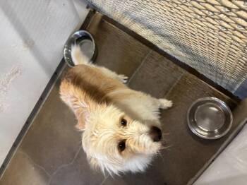 Terrier and Mixed Breed Dogs Available for Adoption in Belton, Texas - Jack | PetCurious