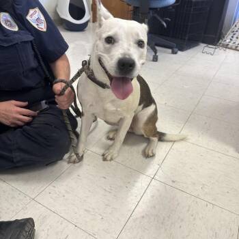 Terrier and Mixed Breed Dogs Available for Adoption - Nola | PetCurious