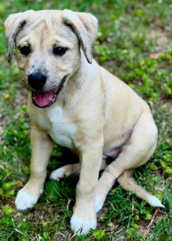 PUPPY MAPLE -  Catahoula Leopard Dog Dog for Adoption in Franklin, Tennessee - PUPPY MAPLE | PetCurious