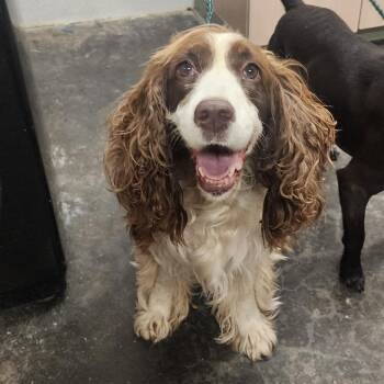 Molly -  Spaniel Dog for Adoption in Evensville, Tennessee - Molly | PetCurious