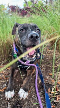 Rescue Pit Bull Terrier Dogs for Adoption in Pompano Beach, Florida - Ollie | PetCurious