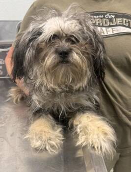 Penelope -  Mixed Breed Dog for Adoption in Kansas City, Missouri - Penelope | PetCurious
