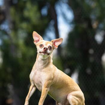 Zag -  Chihuahua Dog for Adoption in Jupiter, Florida - Zag | PetCurious