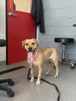 Mixed Breed Dogs Available for Adoption - Amber | PetCurious