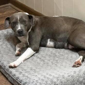 Terrier Dogs Available for Adoption - Farrah | PetCurious