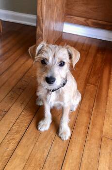 Yorkshire Terrier and Schnauzer Dogs Available for Adoption - Dakota | PetCurious