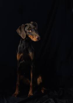 Dawn -  Doberman Pinscher Dog for Adoption in Eglin Air Force Base, Florida - Dawn | PetCurious