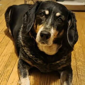 Bluetick Coonhound Dogs Available for Adoption in Minnetonka, Minnesota - Libby D67854 | PetCurious