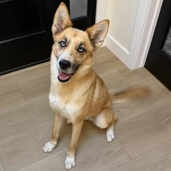 Rescue Husky and Cattle Dog Dogs for Adoption in San Diego, California - ELSA | PetCurious