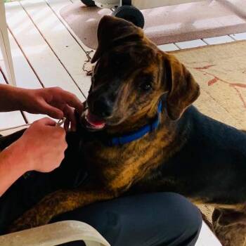 Theo * (Courtesy Listing) -  Plott Hound Dog for Adoption in Waynesville, North Carolina - Theo * (Courtesy Listing) | PetCurious