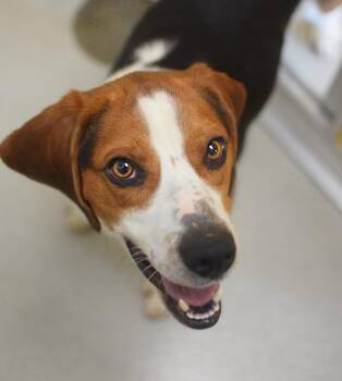 Beagle Dogs Available for Adoption in Pontiac, Michigan - Griffin | PetCurious