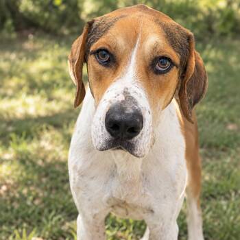 Prince Charming -  Coonhound and Mixed Breed Dog for Adoption in Buchanan Dam, Texas - Prince Charming | PetCurious