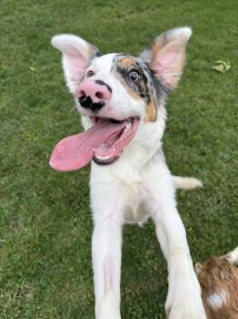 Jig -  Border Collie Dog for Adoption in Salisbury, Maryland - Jig | PetCurious
