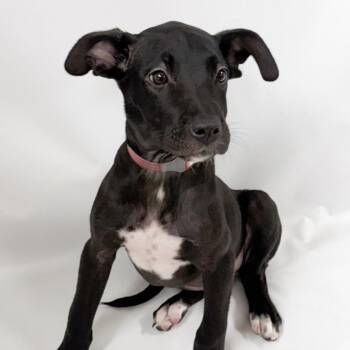 1015 (2026) Orca -  Great Dane and Mixed Breed Dog for Adoption in Parker, Colorado - 1015 (2026) Orca | PetCurious