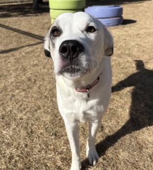 Koda -  Great Pyrenees and Labrador Retriever Dog for Adoption in Sioux City, Iowa - Koda | PetCurious